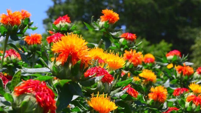 紅花畑の紅花