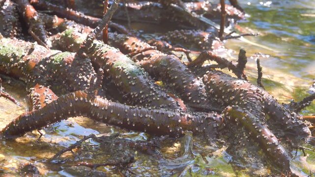 Mangroves, mudskippers Periophthalmus on the sandy coast of the Andaman Sea. Thailand.