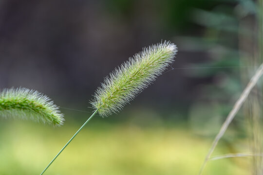 Close up of green foxtail grass weeds growing in the wild field on a sunny summer day with beautiful soft bokeh background