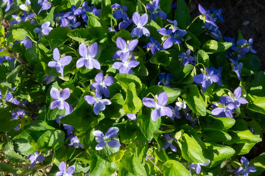 Purple violets in bloom on a sunny day in a garden