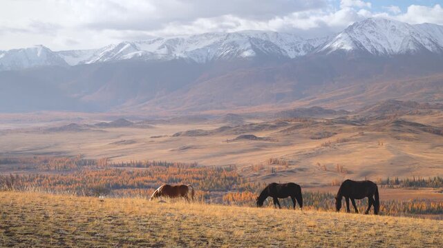 ild horses grazing in autumn valley beneath snowy Altai mountains, cinematic Siberian landscape with golden grassland, remote wilderness scenery and dramatic highland nature
