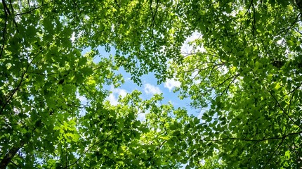 Fototapeta premium Vibrant green leaves cover the treetops under a bright sunny sky with clouds