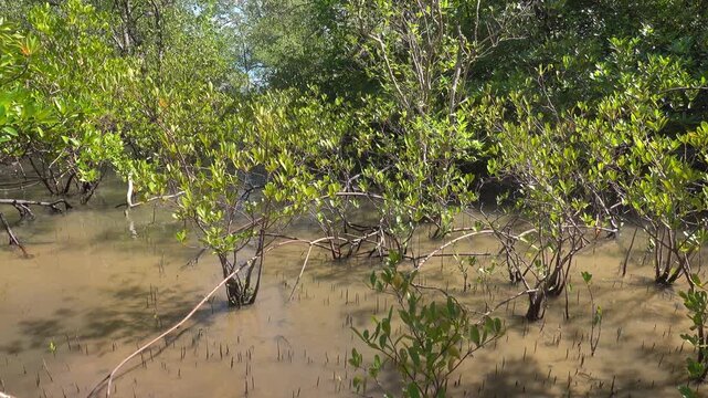 Mangroves, rhizophore trees on the coast of the Andaman Sea. Thailand
