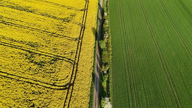 Aerial view of a vibrant yellow rapeseed field and a lush green agricultural field separated by a narrow dirt road in Butlar, Thuringia, Germany.