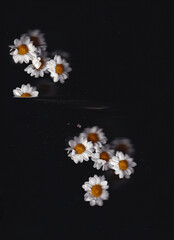 daisies on black background © Delfina Iacub