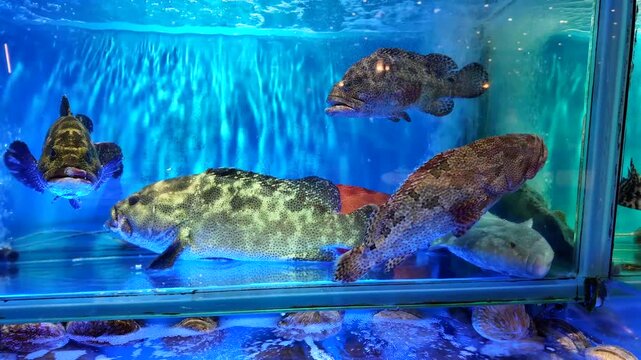 水槽の中の魚