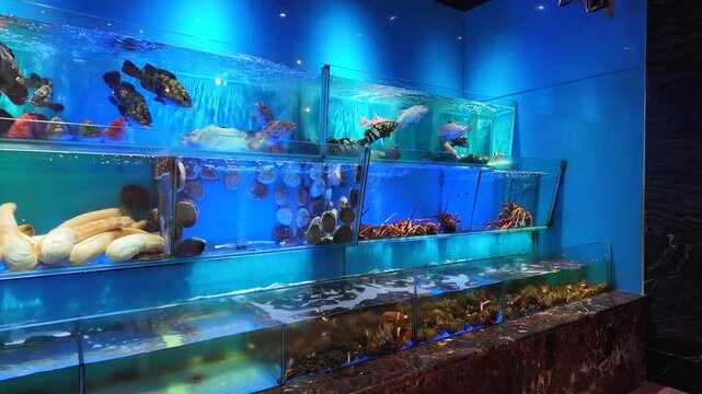 水槽の中の魚