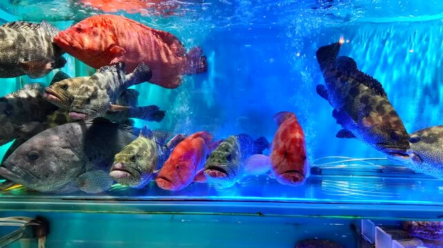 水槽の中の魚