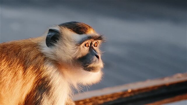 Close up of Owl-Faced Monkey (Cercopithecus hamlyni) in its natural habitat on night scene, Pantanal wetlands, Brazil.