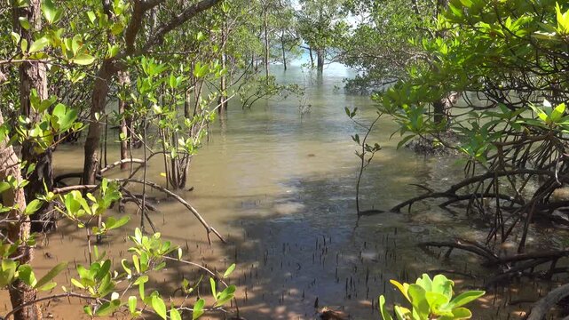 Mangroves, rhizophore trees on the coast of the Andaman Sea. Thailand