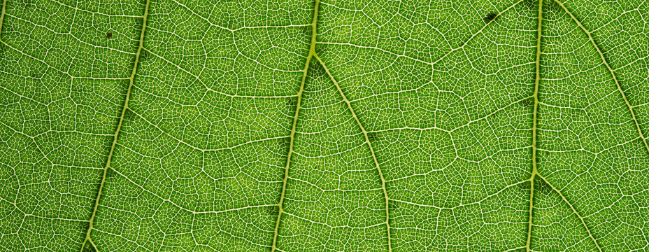 Green Leaf Cellular Vein Background