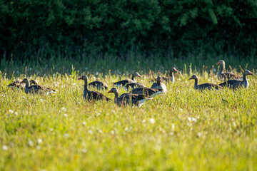 Das saftige Grün der Wiese wird heute zur Bühne für eine besonders entspannte Gesellschaft. Die Graugänse, wahre Meister der Entschleunigung, ziehen ihre Kreise durch das hohe Gras, als gäbe es nichts © remo_welt