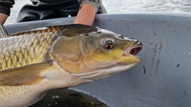 grass carp Ctenopharyngodon idella non native species in czech waters