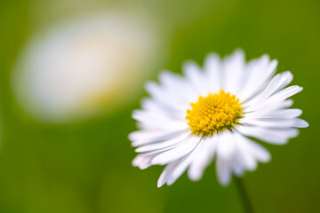 A macro close-up of a daisy (Bellis perennis) taken from a low angle on a lawn with selective focus on a sunny day in May in Germany. © ON-Photography