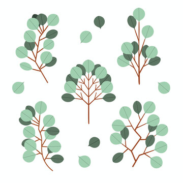 Green Eucalyptus Branch Leaf Vector Illustration Set