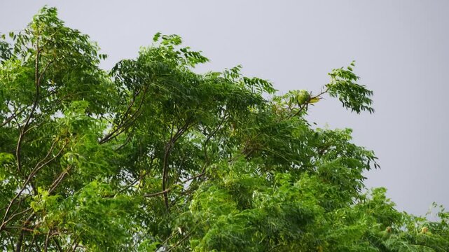 Pair of Green Parakeets Perched on Branches of Lush Tropical Tree Swaying in Wind Against Grey Sky