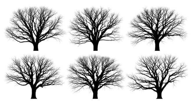 Set of six black leafless tree silhouettes isolated on white