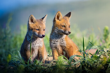 Fototapeta premium two cute wild red fox cubs in nature