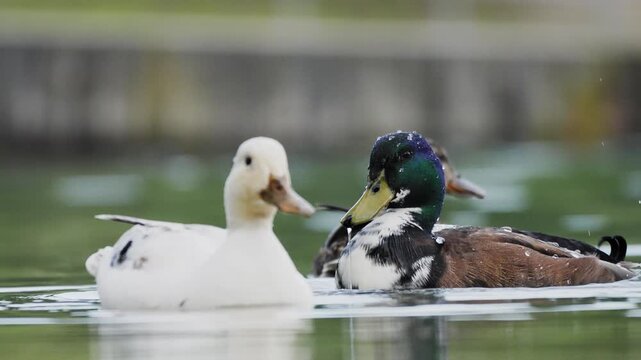 Male Mallard and Domestic White Duck Interacting on Lake - 4K Wildlife Slow Motion