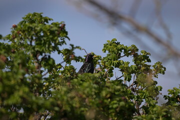 Szpak zwyczajny (Sturnus vulgaris) siedzący na gałęzi krzewu dzikiej róży, na tle błękitnego nieba.