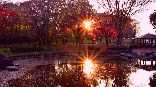 公園の池と紅葉と夕陽の太陽