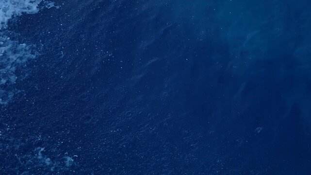 Striped dolphins slow motion surfing under the sea surface