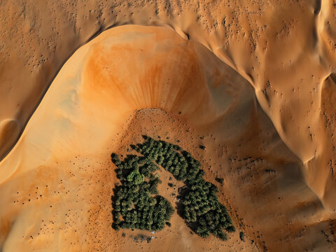 Aerial view of the Bateen Liwa oasis with lush green palm trees surrounded by vast orange sand dunes in the desert Al Dhafra Region, Abu Dhabi, United Arab Emirates.