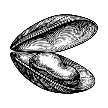 Vintage Mussel Shell Engraving Vector Illustration