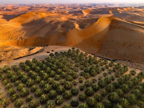 Aerial view of the Bateen Liwa palm grove nestled among the vast orange sand dunes during golden hour in Al Dhafra Region, Abu Dhabi, United Arab Emirates.
