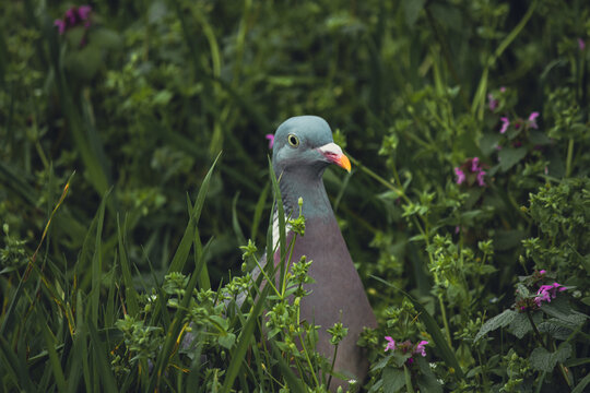Common wood pigeon Columba palumbus looking out from dense green grass