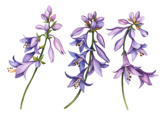Set of Hosta (Plantain Lily) flowers. Watercolor hand drawn botanical illustration isolated on white background. © Gannie