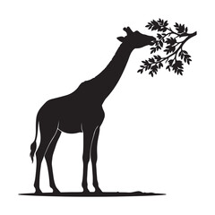 Fototapeta premium Black silhouette of a giraffe eating leaves from a tree branch des