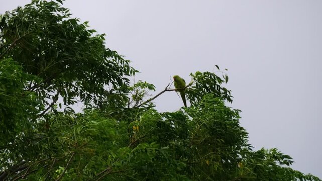 Rose Ringed Parakeet Fighting Strong Wind While Perched on Swaying Branch Against Grey Sky