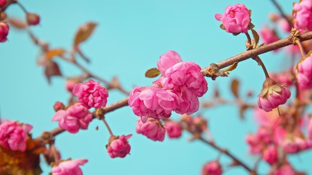 Time-lapse close-up of thorn flowers