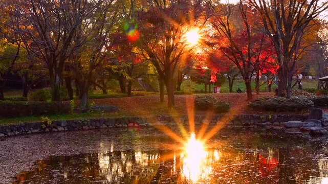 公園の池と紅葉と夕陽の太陽