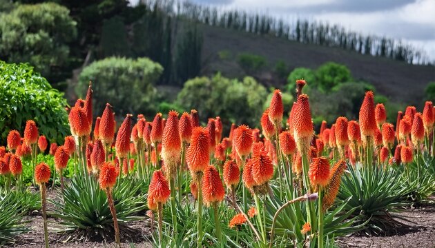 full length view of red hot poker flower plants flourishing with vivid petals