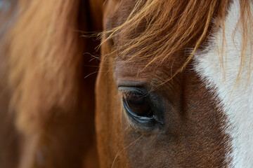 close up on chestnut horse eye, detail of brown stallion face with white blaze, expressive eye of domestic horse with hairy mane background