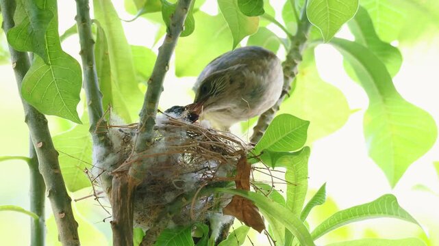 Close up of adult bulbul bird bringing food prey to feed chicks in a nest, urban wildlife parenting concept