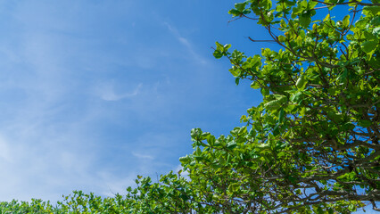 Fototapeta premium Bright blue summer sky and tropical green trees with copy space (Okinawa, Japan)