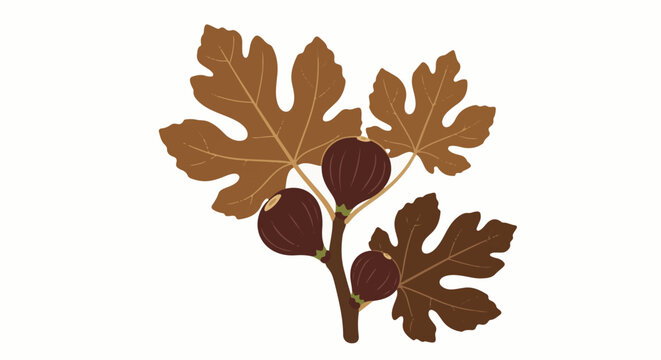A stylized illustration of a brown fig branch with three ripe figs and lobed leaves