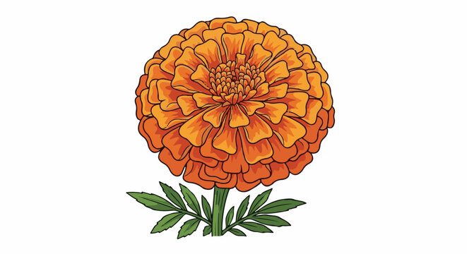 A vibrant, ruffled marigold in shades of orange and yellow, with green leaves
