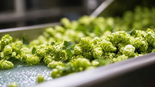 Close up of fresh green hops on metal conveyor belt in brewery processing facility, industrial harvest production concept with selective focus and shallow depth of field texture detail