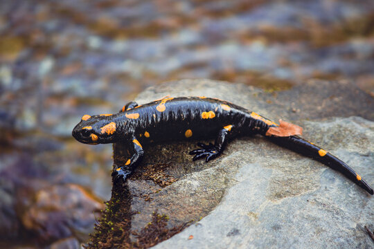 Fire salamander Salamandra salamandra crawling on a wet stone close up