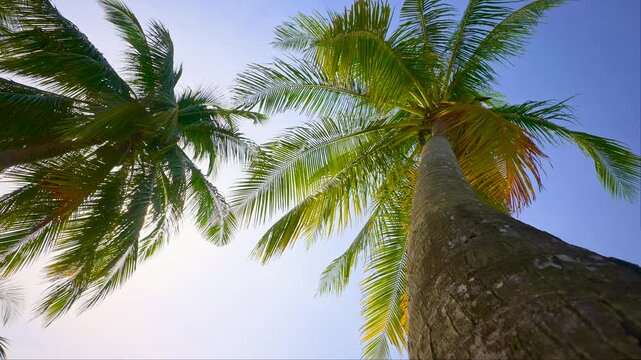 Green Palm Leaves Against a Clear Blue Tropical Sky. Charm of a Tropical Island. Scenery for Vacation and Holiday Background. Beautiful Tropical Beach