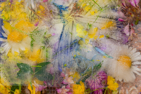 abstract colorful background with summer flowers from the field