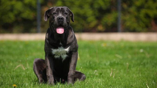 Black dog sits calmly on green grass