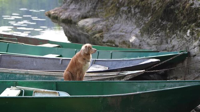Nova Scotia Duck Tolling Retriever Standing on a Boat on a Scenic River with Beautiful Natural Landscape