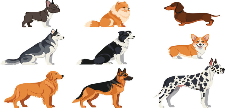 Popular Dog Breeds Vector Character Set Featuring French Bulldog Pomeranian Dachshund Husky Border Collie Corgi Golden Retriever German Shepherd and Great Dane