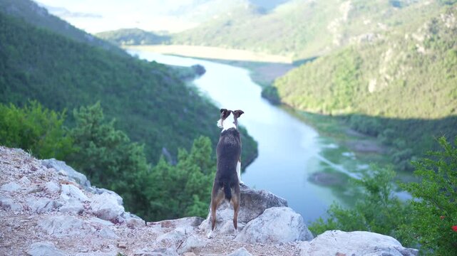 Three-Color Mixed Breed Dog Standing by a Mountain River in Montenegro with Scenic Landscape and Natural Background