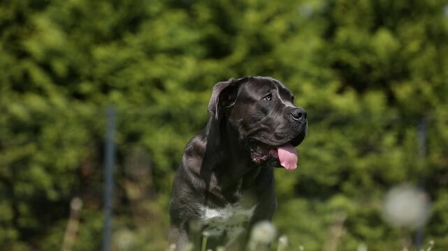 Black dog stands in sunlit meadow